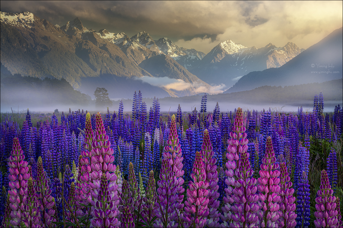 New Zealand Tour