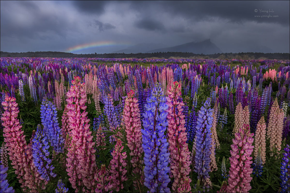 New Zealand Tour