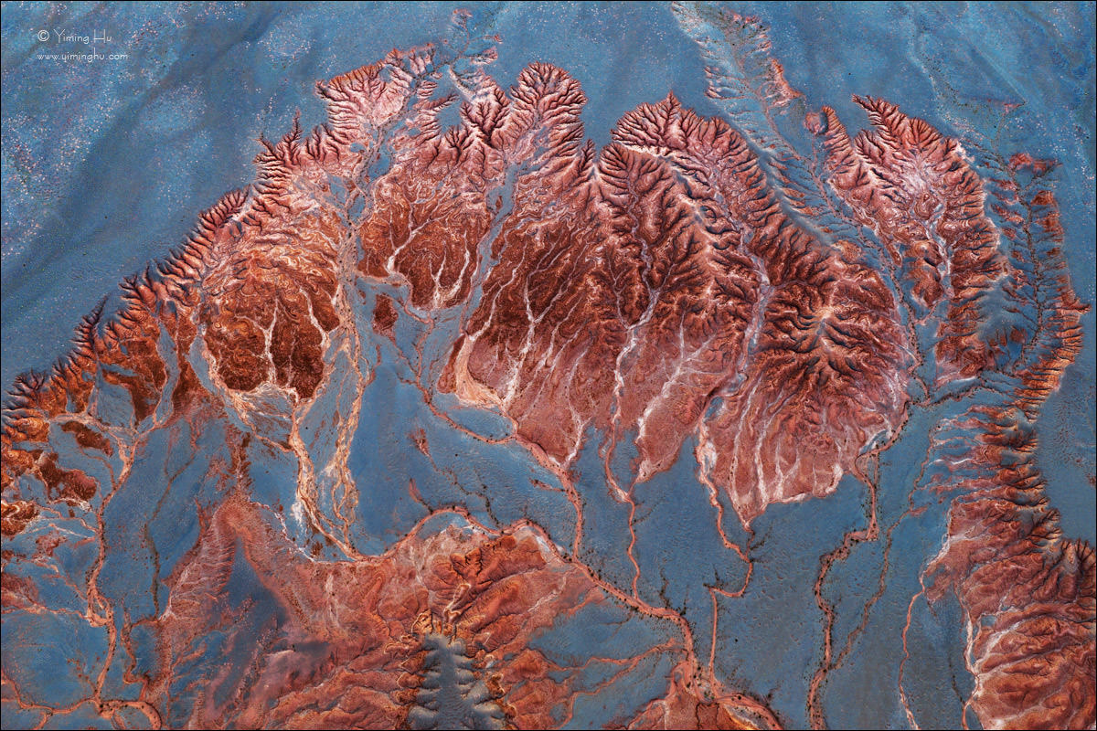 A-Forest-of-Earth-Veins