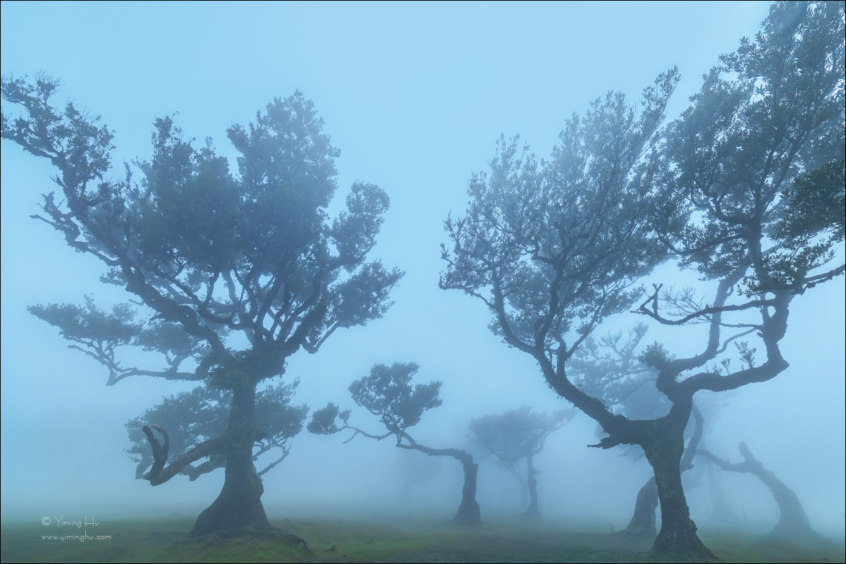 Forest-Shaped-by-Wind